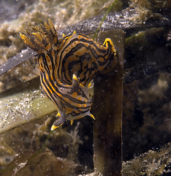 polycera atra